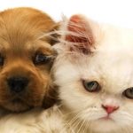 Minik Dostlarınızın Stresini Azaltmanın 5 Yolu