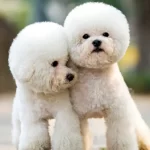 Köpeklerin Mutluluğunu Anlamak Neden Önemlidir?